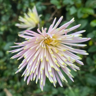 Julie's garden