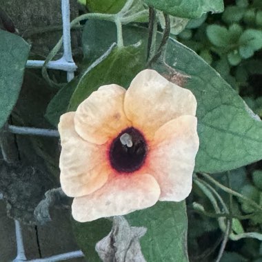 Julie's garden