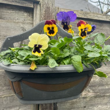 Julie's garden