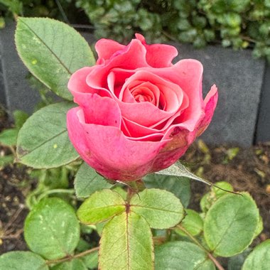 Julie's garden