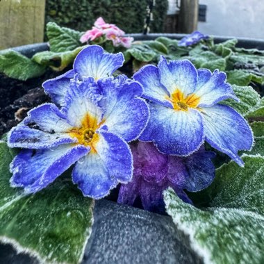 Julie's garden