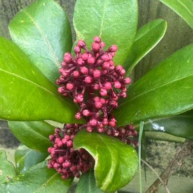 Julie's garden