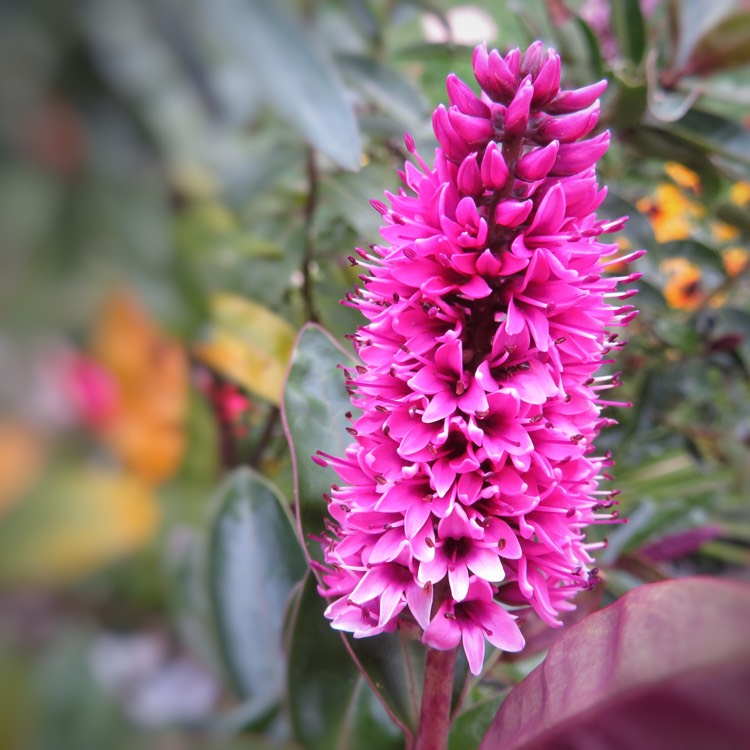 plant image 528028