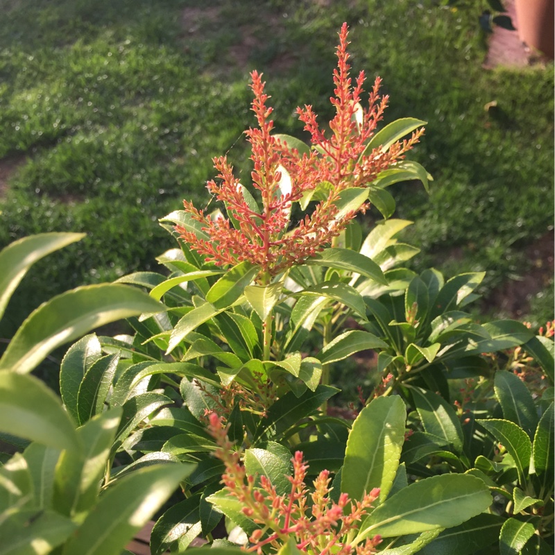 Plant image Pieris japonica 'Valley Valentine'
