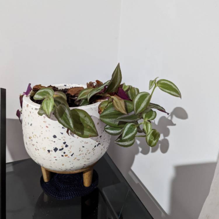 Plant image Tradescantia zebrina 'Quadricolor'