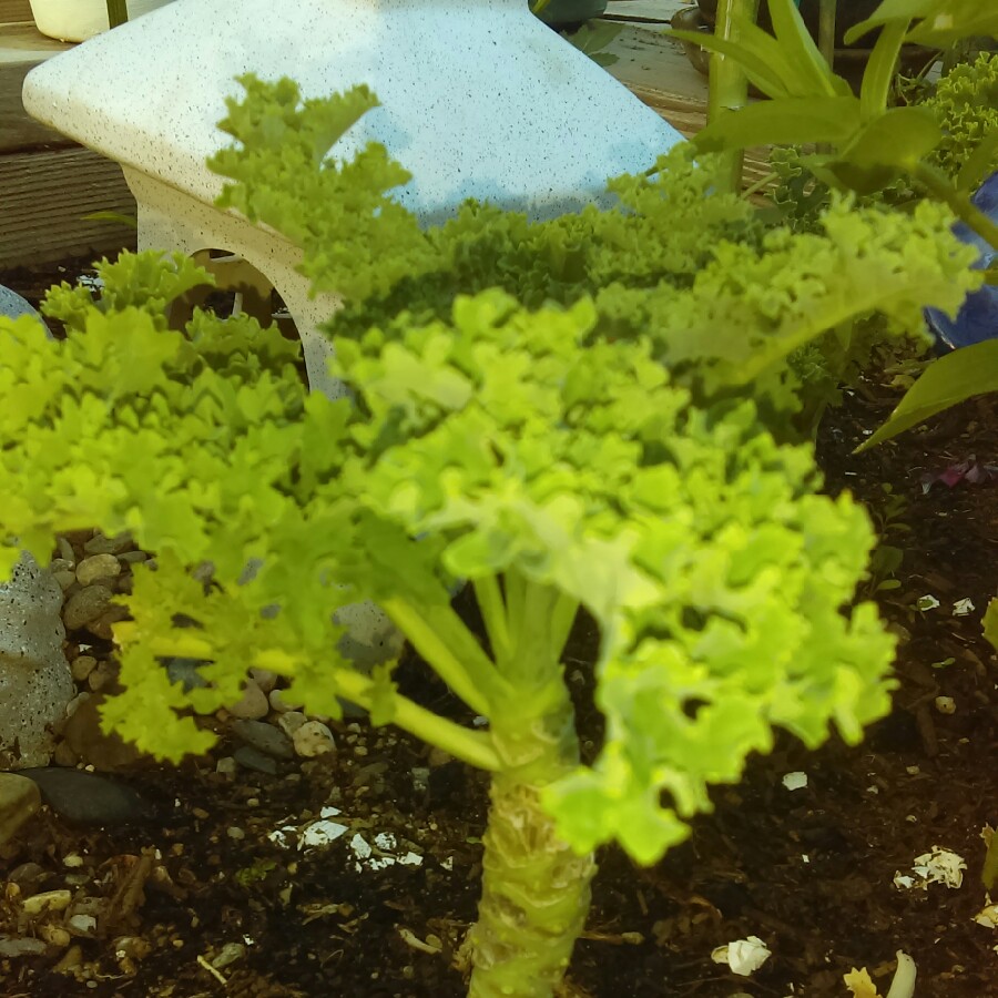 plant image 163111