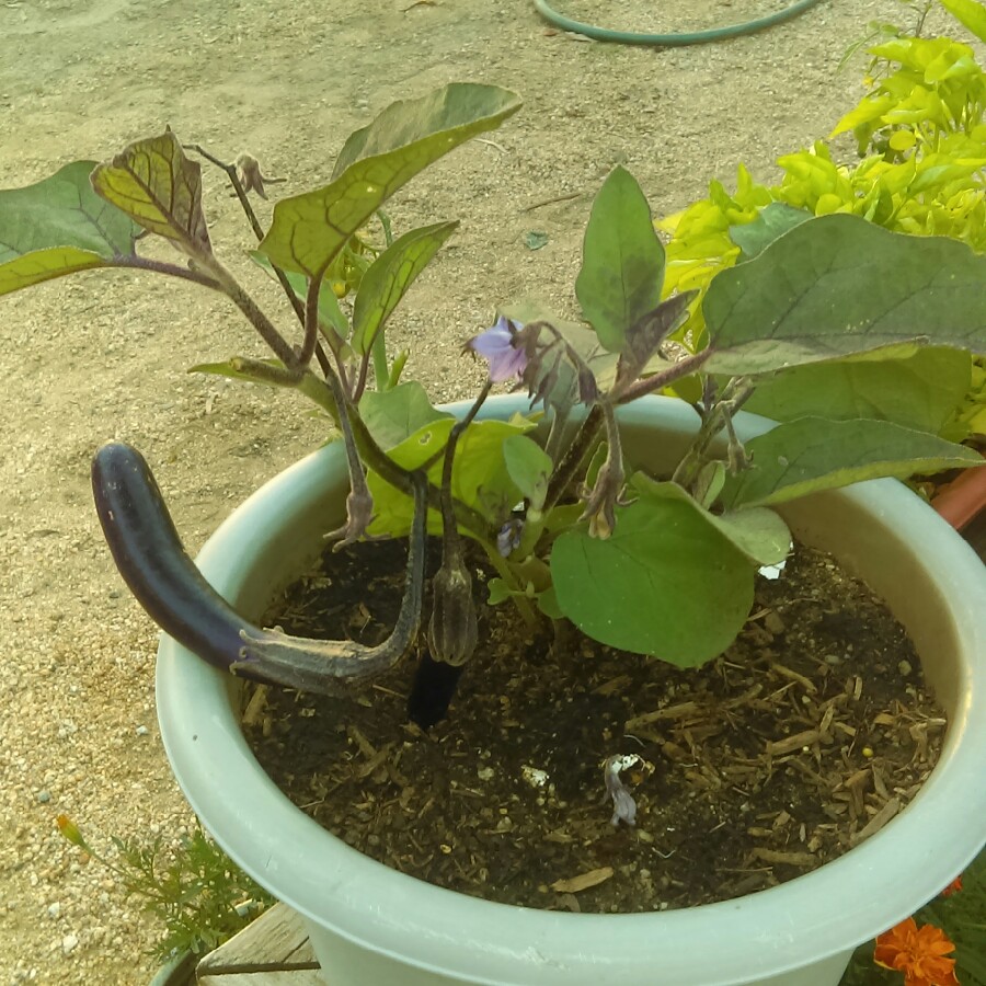 plant image 163112