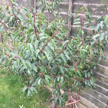 Prunus lusitanica 'Angustifolia'