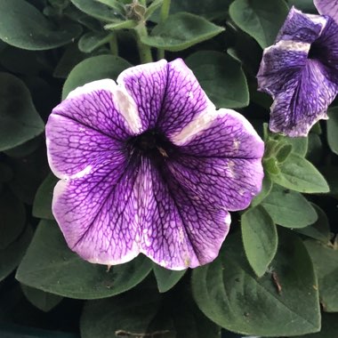 Petunia