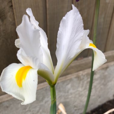 Julian's garden