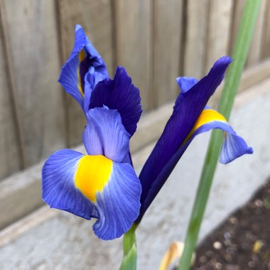 Iris