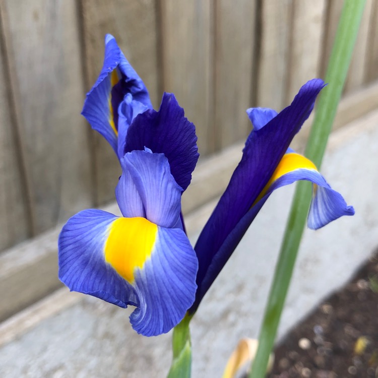 plant image 1046960