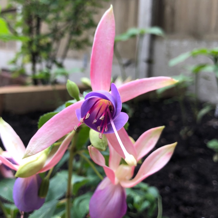 plant image 1089427