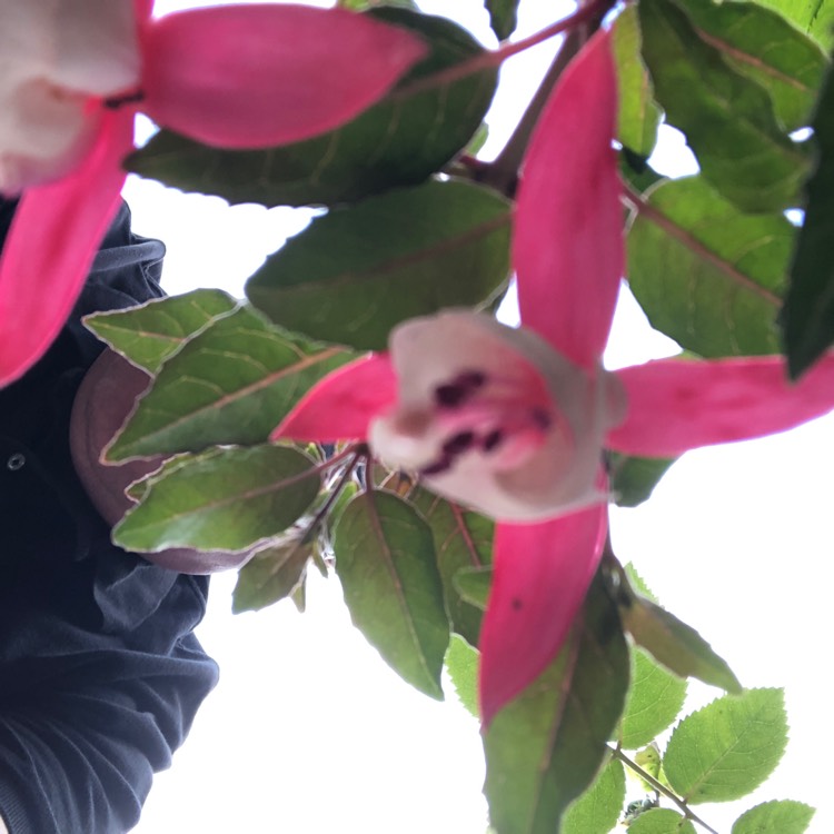 plant image 1089430