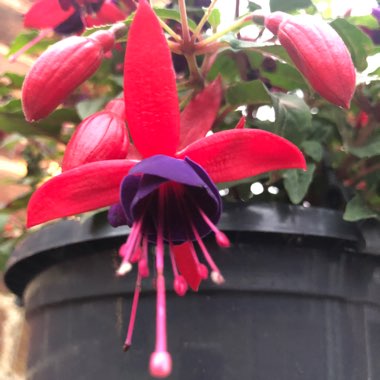 Fuchsia 'Voodoo'