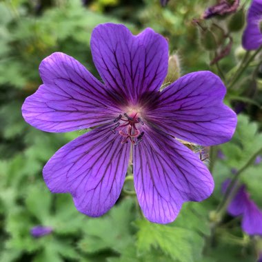 Julian's garden