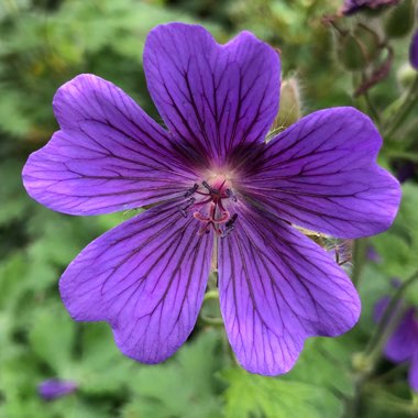 Cranesbill 'Rozanne'