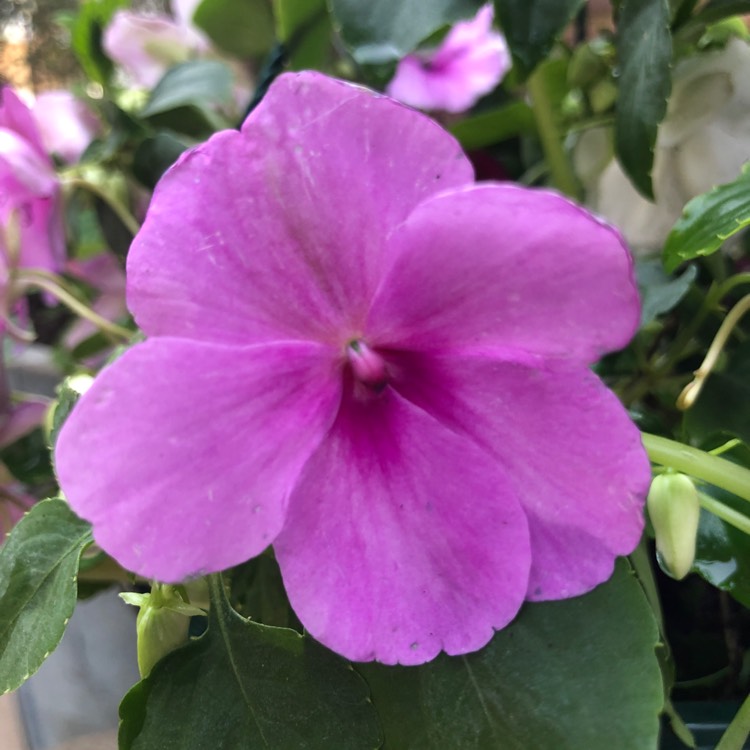 plant image 1095474