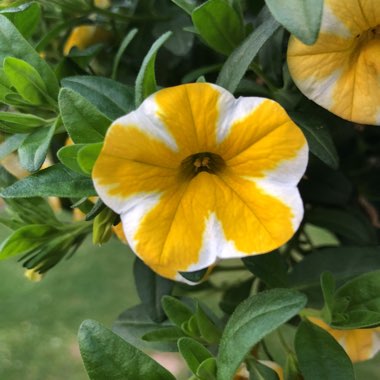 Julian's garden