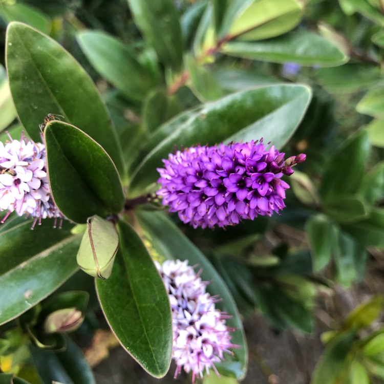 Plant image Hebe 'Addenda Lisa'
