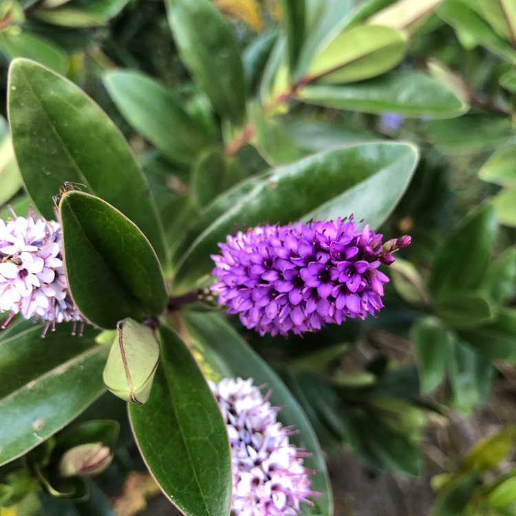Plant image Hebe 'Addenda Lisa'