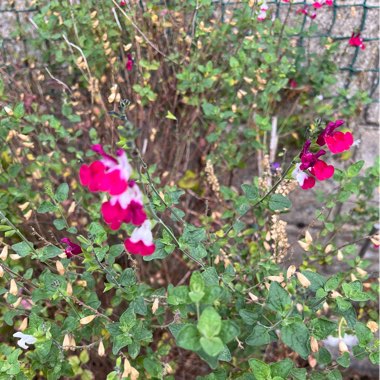 Sage 'Hot Lips'