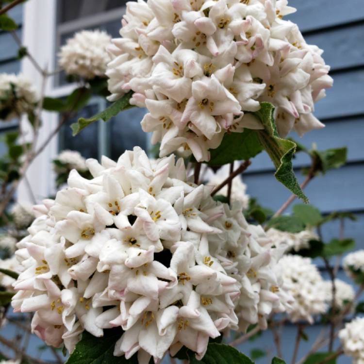 Plant image Viburnum x carcephalum