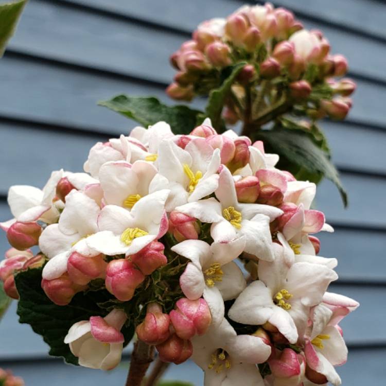 Plant image Viburnum x carcephalum