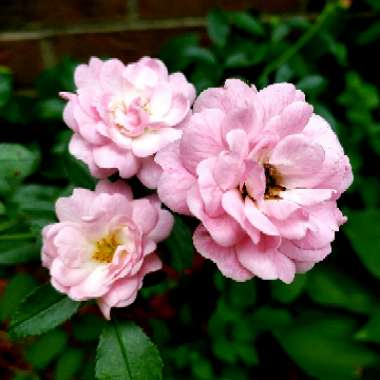 Rose (Miniature)
