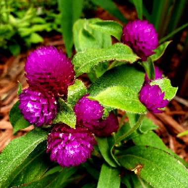 Globe Amaranth