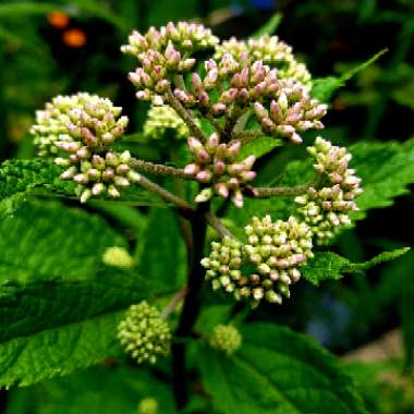 Joe Pye Weed 