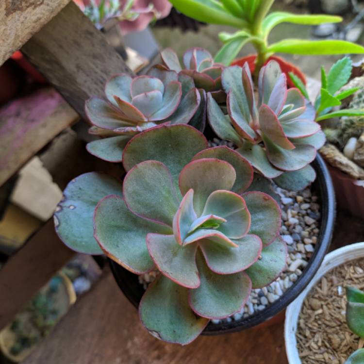Plant image Echeveria Suyon