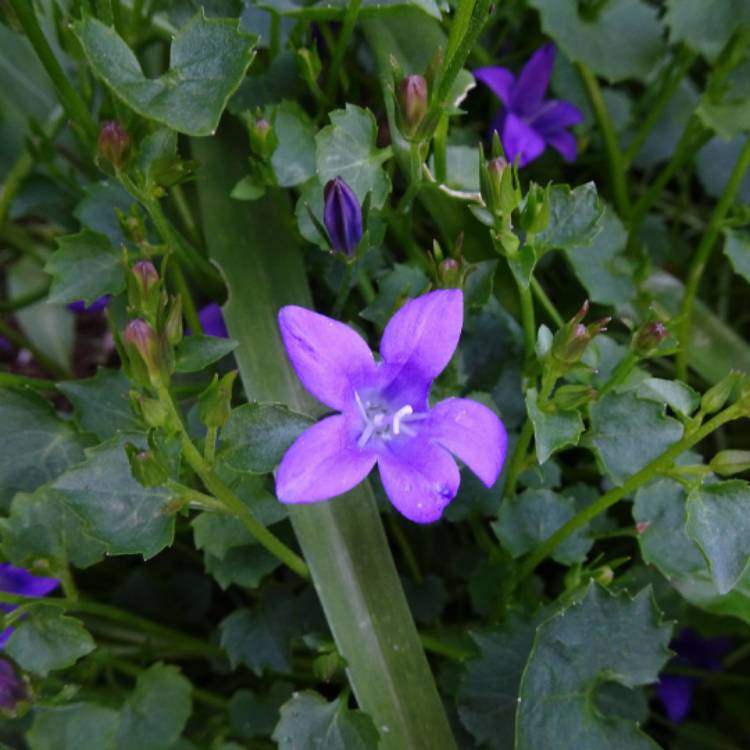 Plant image Campanula 'Ambella Purple'