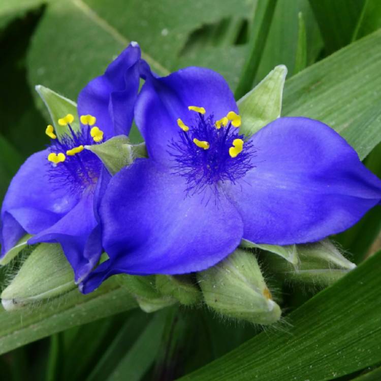Plant image Tradescantia (Andersoniana Group) 'Sweet Kate'