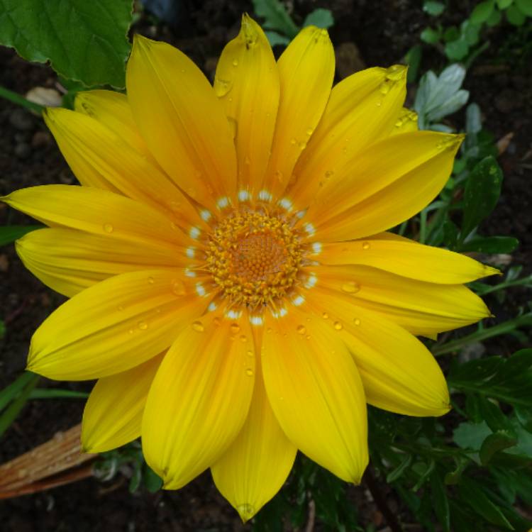 plant image 1114042