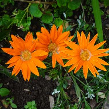 Treasure Flower