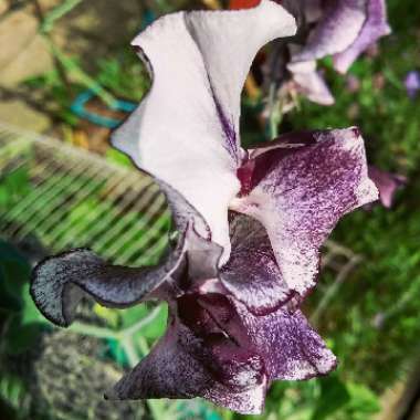 Sweet Pea