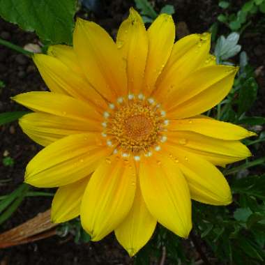 Treasure Flower