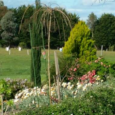 Julie's garden