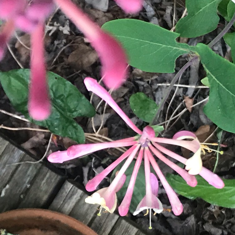 plant image 1014352 plant image 1014352