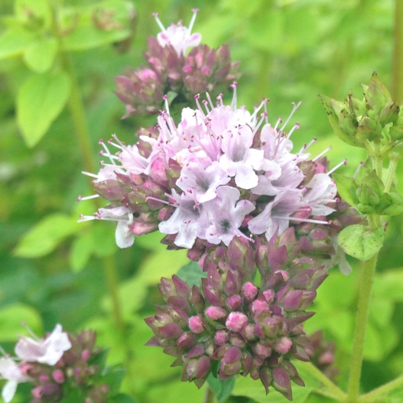 Plant image Origanum Laevigatum 'Rosenkuppel'
