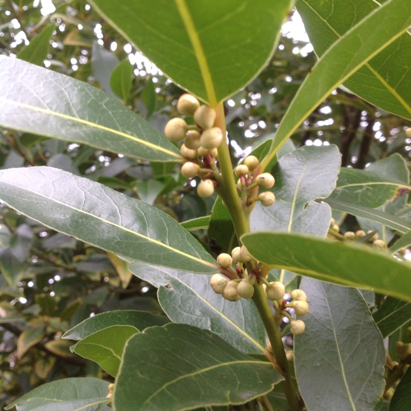 plant image 21159