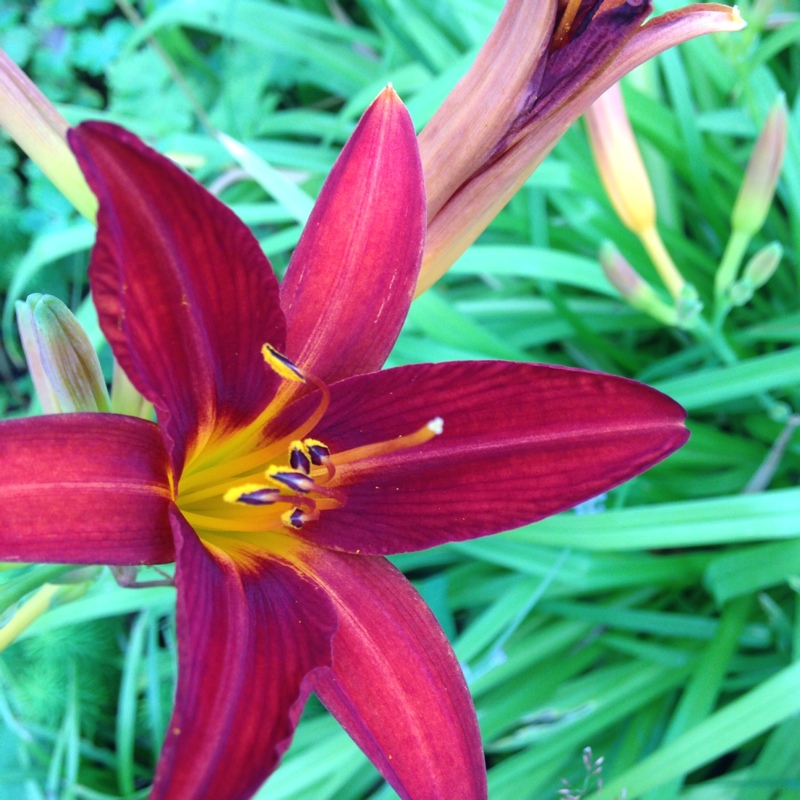 Plant image Hemerocallis 'Berlin Red Velvet'