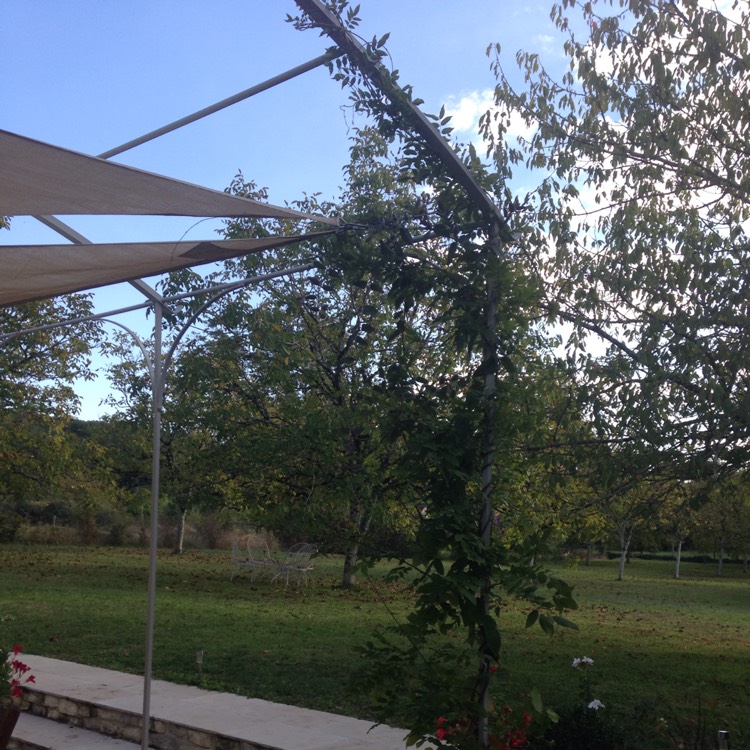 plant image 256262