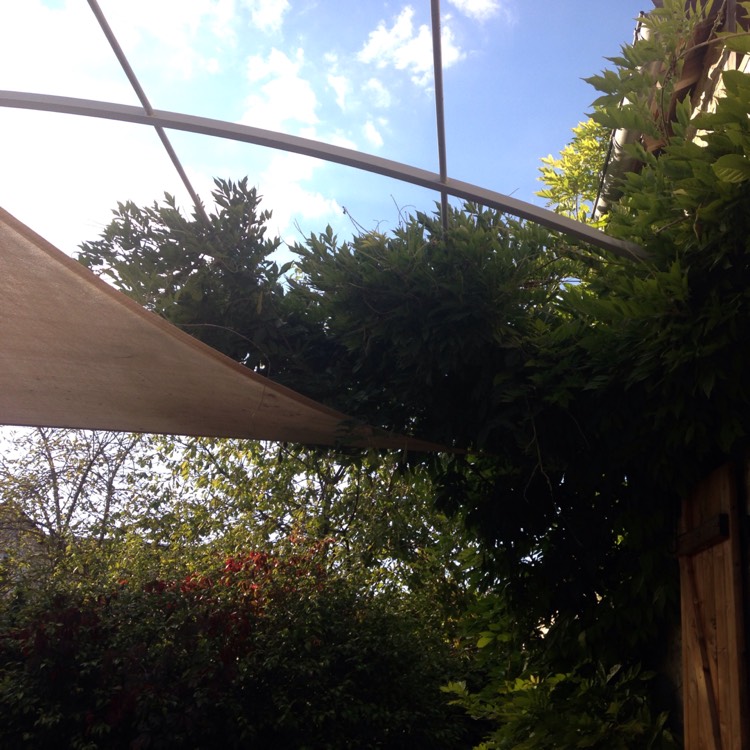 plant image 256263