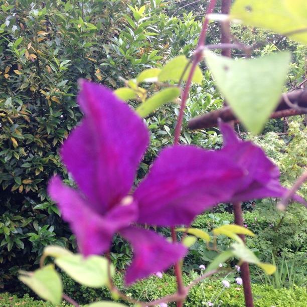plant image 2654