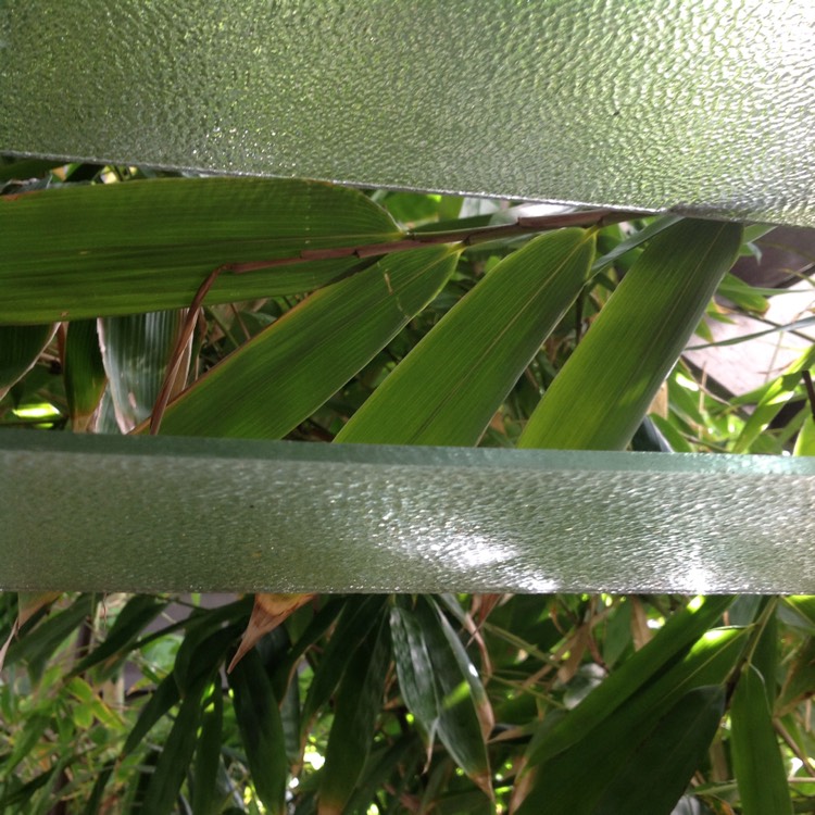 Plant image Indocalamus tessellatus