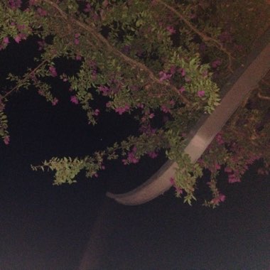 Bougainvillea
