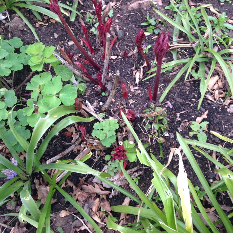 Paeonia