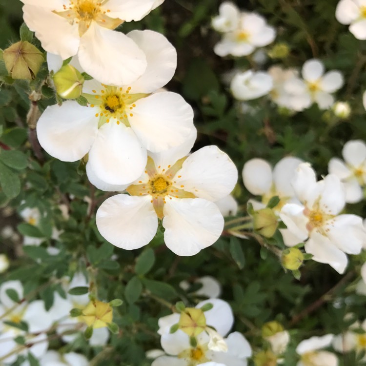 Plant image Potentilla fruticosa 'Abbotswood'